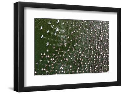 Aerial view of lesser flamingos taking flight, Lake Elementeita, Kenya. - Black Framed Art Print Wall Art, 12x8