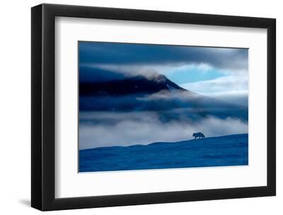 Arctic fox running in snow with mountains, Wrangel Island, Russia. May. - Black Framed Art Print Wall Art, 12x8