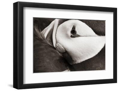 Atlantic Puffin Tucked BW - Black Framed Art Print Wall Art, 12x8