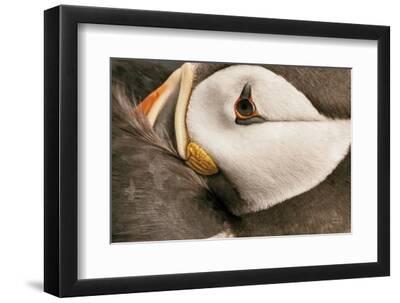 Atlantic Puffin Tucked Neutral - Black Framed Art Print Wall Art, 12x8