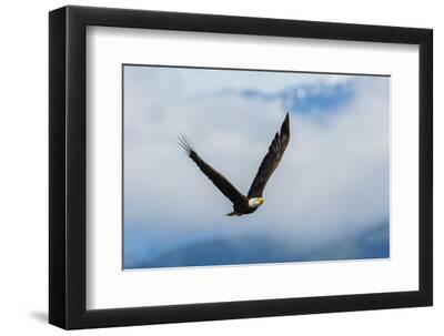 Bald eagle flying, passing in front the Olympic Mountains, Washington State - Black Framed Art Print Wall Art, 12x8