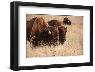 Bison at Rocky Mountain Arsenal in Colorado - Black Framed Art Print Wall Art, 12x8