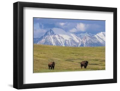 Bison with Mission Mountain background at the National Bison Range in Moiese, Montana, USA. - Black Framed Art Print Wall Art, 12x8