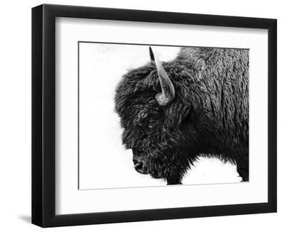 Black and White Bison - Black Framed Art Print Wall Art, 12x9