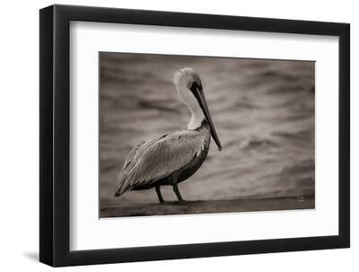 Brown Pelican - Black Framed Art Print Wall Art, 12x8