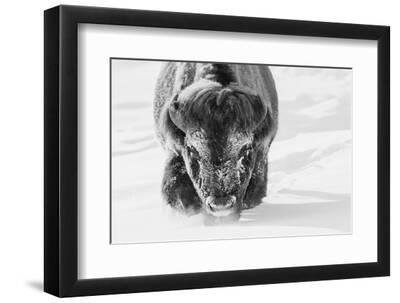 Bull bison wading through the deep snow of Yellowstone - Black Framed Art Print Wall Art, 12x8