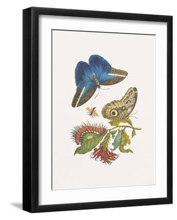 Cardinal's Guard and Giant Owl Butterflies - Black Framed Art Print Wall Art, 12x16
