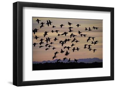 Flock of Geese flying at Sunset, Reykjavik, Iceland - Black Framed Art Print Wall Art, 12x8 Flock of Geese flying at Sunset, Reykjavik, Iceland - Black Framed Art Print Wall Art, 12x8