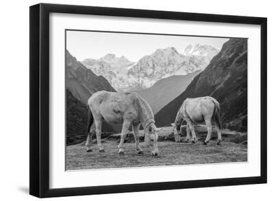 Grazing Glory - Black Framed Art Print Wall Art, 18x12 Grazing Glory - Black Framed Art Print Wall Art, 18x12