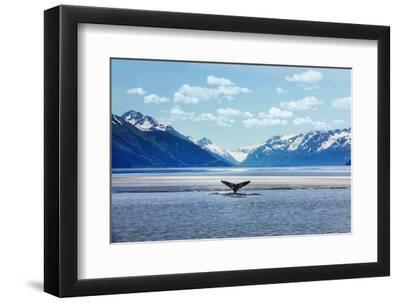 Humpback Whale Tail with Icy Mountains Backdrop Alaska - Black Framed Art Print Wall Art, 12x8