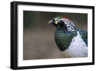 Lady Amherst's Pheasant - Black Framed Art Print Wall Art, 18x12 Lady Amherst's Pheasant - Black Framed Art Print Wall Art, 18x12