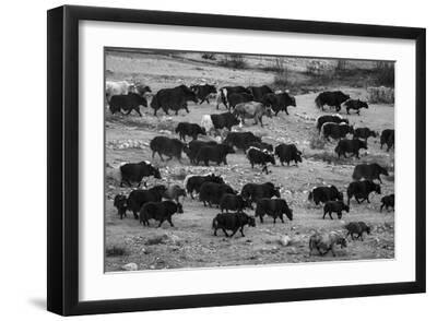 Mountain Herd - Black Framed Art Print Wall Art, 18x12