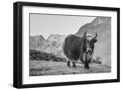 Mountain Majesty - Stance - Black Framed Art Print Wall Art, 18x12
