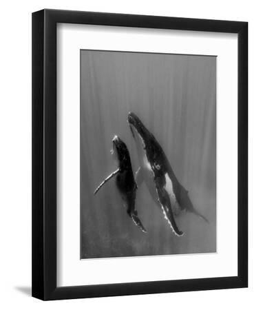 Pacific Islands, Tonga. Mother and Calf, Humpback Whales (Megaptera novaeangliae) in waters - Black Framed Art Print Wall Art, 9x12 Pacific Islands, Tonga. Mother and Calf, Humpback Whales (Megaptera novaeangliae) in waters - Black Framed Art Print Wall Art, 9x12