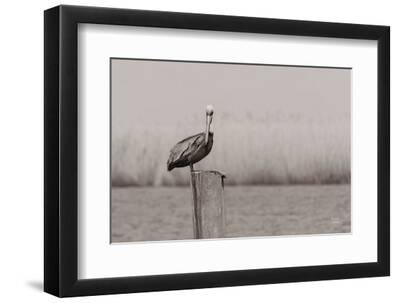 Pelican Stories - Black Framed Art Print Wall Art, 12x8