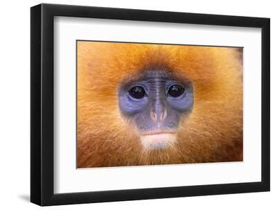 Red leaf monkey head portrait, Sabah, Borneo. - Black Framed Art Print Wall Art, 12x8 Red leaf monkey head portrait, Sabah, Borneo. - Black Framed Art Print Wall Art, 12x8
