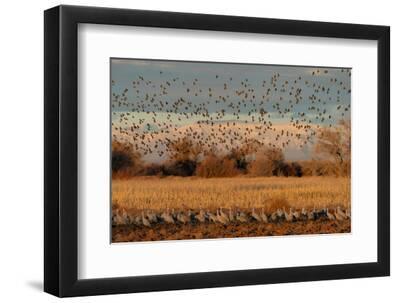 Red-winged blackbirds flying with snow-covered Manzano Mountains in the background, New Mexico - Black Framed Art Print Wall Art, 12x8 Red-winged blackbirds flying with snow-covered Manzano Mountains in the background, New Mexico - Black Framed Art Print Wall Art, 12x8