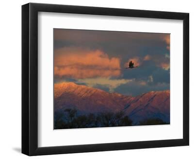 Sandhill cranes coming in to roost at sunset, Manzano Mountains, Bernardo Wildlife Area, New Mexico - Black Framed Art Print Wall Art, 12x9