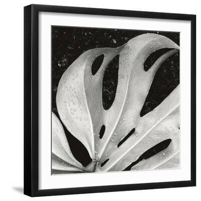 Sculpted Leaf, Hawaii, 1979 (silver gelatin print) - Black Framed Art Print Wall Art, 16x16
