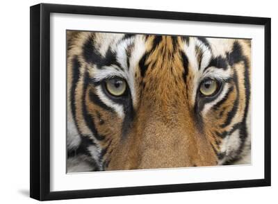 Stealth Stalk - Stare - Black Framed Art Print Wall Art, 18x12 Stealth Stalk - Stare - Black Framed Art Print Wall Art, 18x12