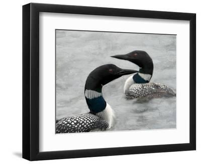 Two Loons - Black Framed Art Print Wall Art, 12x9