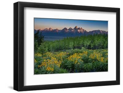Wyoming. Arrowleaf balsamroot wildflower and aspen trees, Grand Teton in distance, Grand Teton NP - Black Framed Art Print Wall Art, 12x8