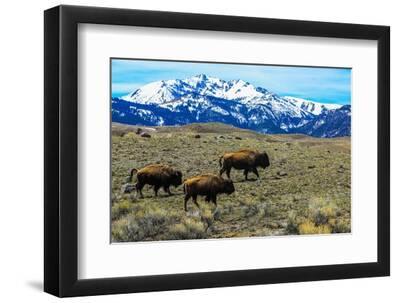 Yellowstone National Park, American Bison trio on plains with snowy Rocky Mountains. - Black Framed Art Print Wall Art, 12x8 Yellowstone National Park, American Bison trio on plains with snowy Rocky Mountains. - Black Framed Art Print Wall Art, 12x8