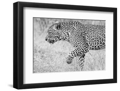 Zambia, South Luangwa National Park. Leopard. - Black Framed Art Print Wall Art, 12x8 Zambia, South Luangwa National Park. Leopard. - Black Framed Art Print Wall Art, 12x8
