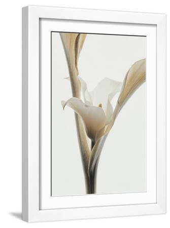 Romantic Notes - Solo - White Framed Art Print Wall Art, 12x18